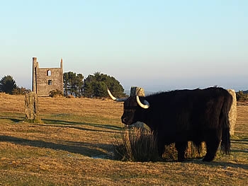 Photo Gallery Image - Long Horn Cattle grazing at the Hurlers nr Minions