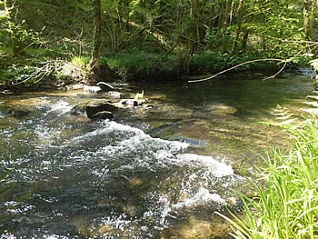 Photo Gallery Image - Walks in Stara Community Woodland near Starabridge