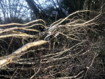 Photo Gallery Image - Hedge laying at the Jubilee Field