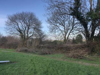 Photo Gallery Image - Hedge laying at the Jubilee Field